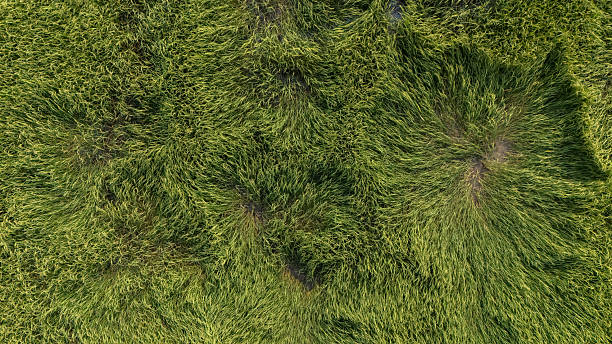 istock Aerial view of paddy rices falling caused of heavy wind. 2253055491