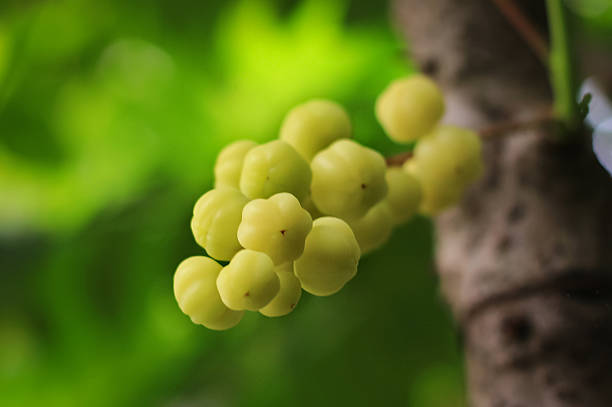 Malay gooseberry (cermei) grow in garden. Malay gooseberry fruit has yellow green color. Malay gooseberry fruit has sour taste. Malay gooseberry fruit has latin name Phyllanthus acidus
