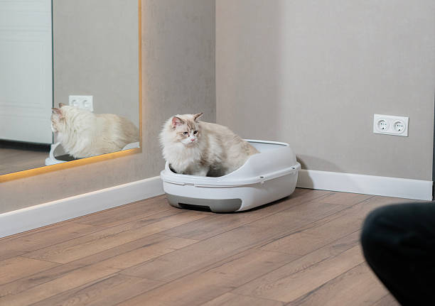 A light-colored cat sits comfortably in a litter box beside a mirror, reflecting its calm demeanor in a simple interior setting