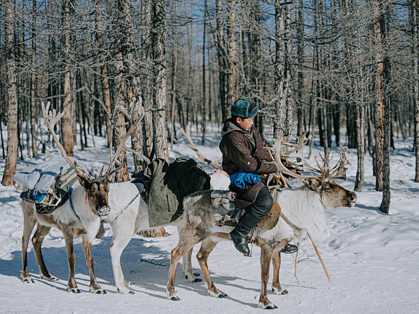 Mongolian Reindeer herder riding a reindeer with pack animals in a snowy forest during winter, Tsagaannuur.
