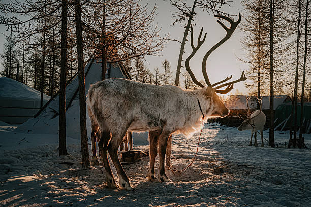 A reindeer illumination decorated the streets of the city during the Christmas season