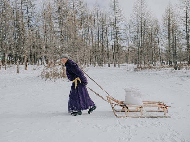 elderly Mongolian Tsaatan man pulls a wooden sled loaded with snow through a frozen taiga forest, transporting it to his home to be boiled into drinking water. The scene reflects traditional winter survival, self-sufficiency, and daily life in a remote indigenous community, Tsagaannuur.