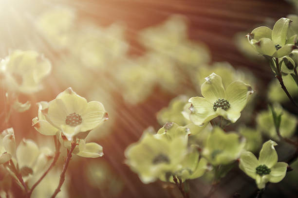 Dogwood tree flowers, blooming in spring