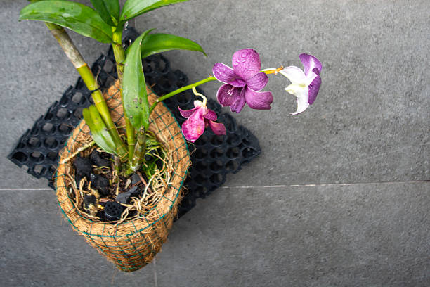 Blossoming branch of purple orchids