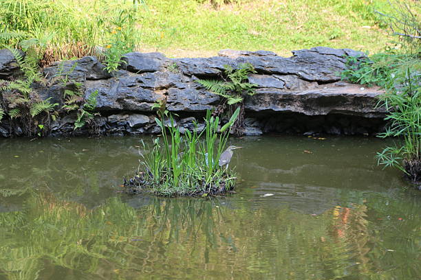 a pond in the park, surrounded by rocks and grasses on both sides, with an island in the middle featuring small plants and birds standing among them.
