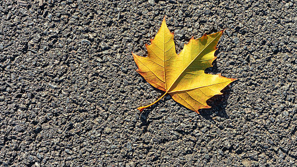 istock Autumn leaves on the asphalt pavement background 2253062030