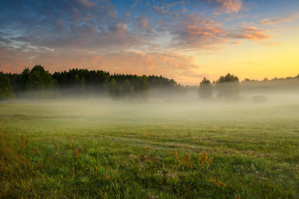 Misty summer morning over the forest glade