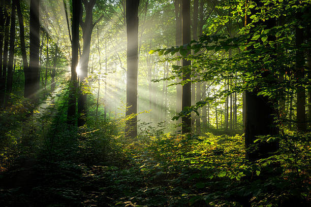 istock Beautiful sunny morning in green forest 2253062345