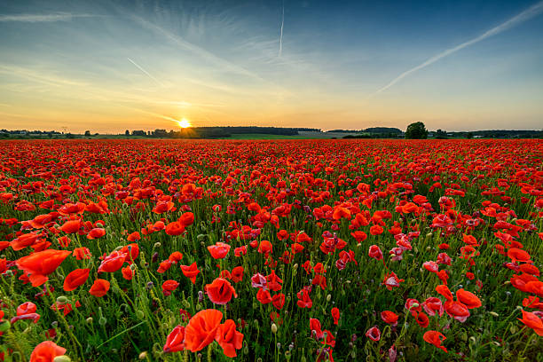 istock Beautiful summer sunset over poppy field 2253062394