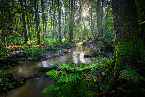 istock Green adler forest and small river at morning 2253062563
