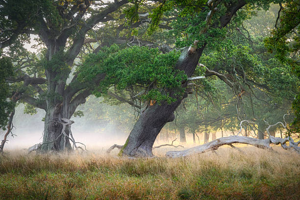 istock Old oak in the forest at beautiful morning 2253062631
