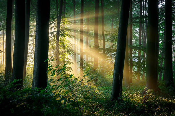 Beautiful sunny morning in green forest