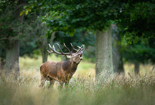 istock Deer male buck ( Cervus elaphus ) during rut 2253062765