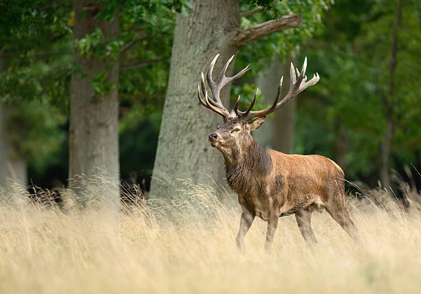 istock Deer male buck ( Cervus elaphus ) during rut 2253062769