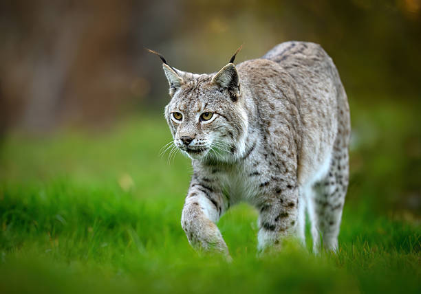 lynx in the snow in Trentino