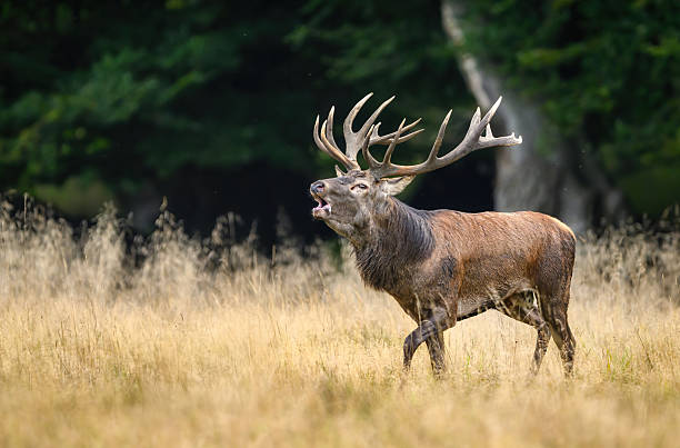 istock Deer male buck ( Cervus elaphus ) during rut 2253062823