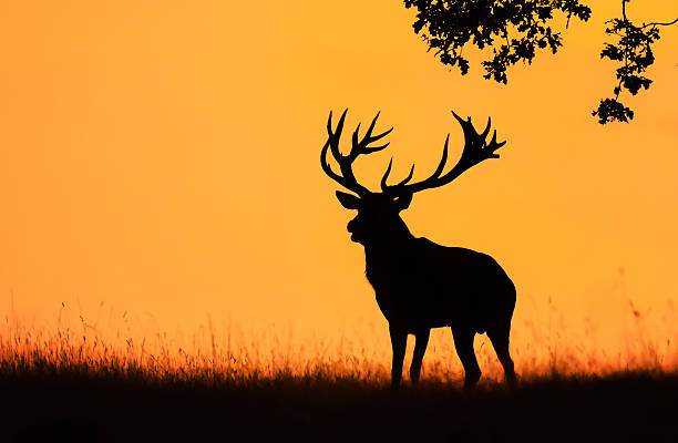 istock Deer male buck ( Cervus elaphus ) during rut 2253062868