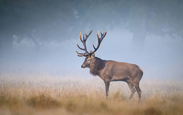 istock Deer male buck ( Cervus elaphus ) during rut 2253062871