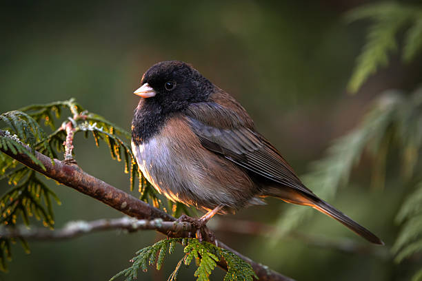 dark eyed junco