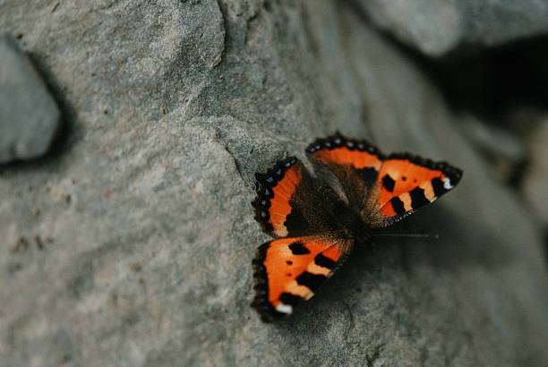 a butterfly sitting on a gray stone
