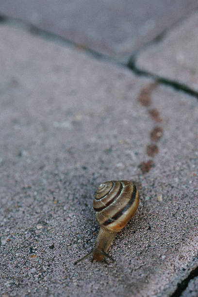 a snail crawls on the asphalt leaving its tracks behind