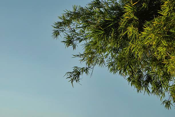 Slender green bamboo leaves stretch across a vibrant blue sky, showcasing the elegance of nature and the serene beauty of a clear, sunny day.