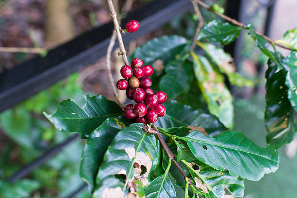 Ripe Red Coffee Cherries on Coffee Plant Branch