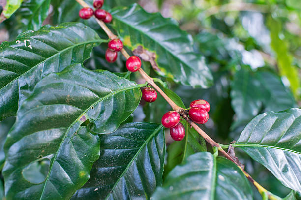 Ripe Red Coffee Cherries on Coffee Plant Branch