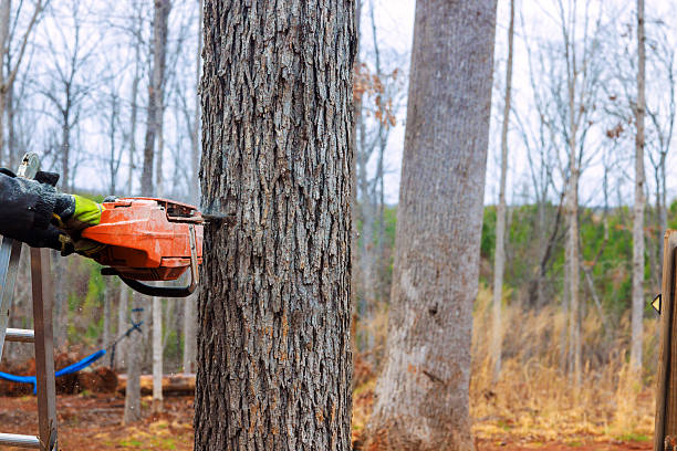 Worker uses chainsaw to cut tree in wooded area during daytime