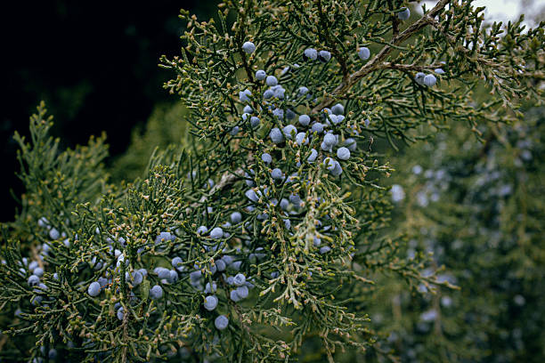A DSLR close-up photo of beautiful thuja tree branch (Thuja occidentalis) with rain drops (dew drops) on a blue defocused background. Shallow depth of field, beautiful bokeh light. Space for copy.
