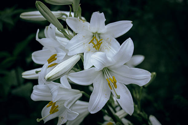 Macro capture of  a blooming white Easter Lily against a vibrant colourful background.