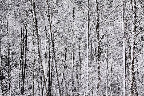 An abstract view of snow in the woods