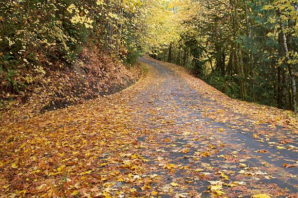 Rural country road covered with fall leaves