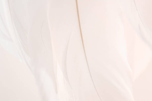A close-up macro capture of fluffy white Feather clinging to slender green stems in a sunlit meadow. The image conveys delicacy, softness, and natural beauty, with a dreamy, out-of-focus background that enhances textural detail and tranquil mood.