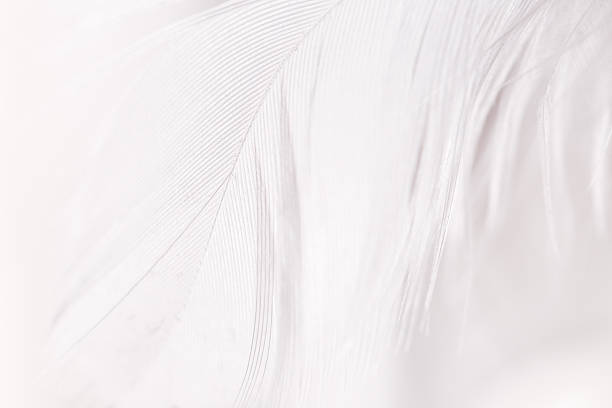 istock Close-Up of White Feathers 2253074158