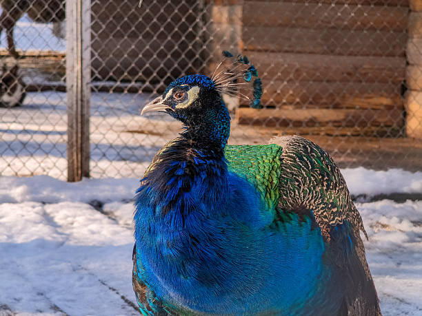 A stunning close-up of a peacock pecking at the ground on a winter day. Its iridescent blue and green feathers shimmer against the contrast of the cold, snowy path.