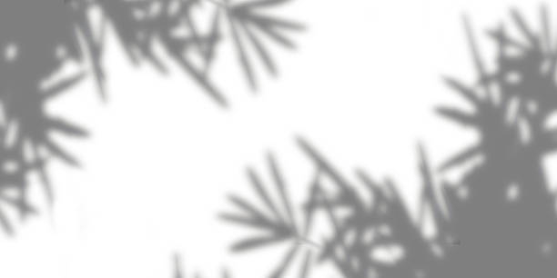 istock Soft grey shadows of bamboo leaves cast against clean white background creating minimalist and serene natural aesthetic for overlay or design backgrounds 2253076018