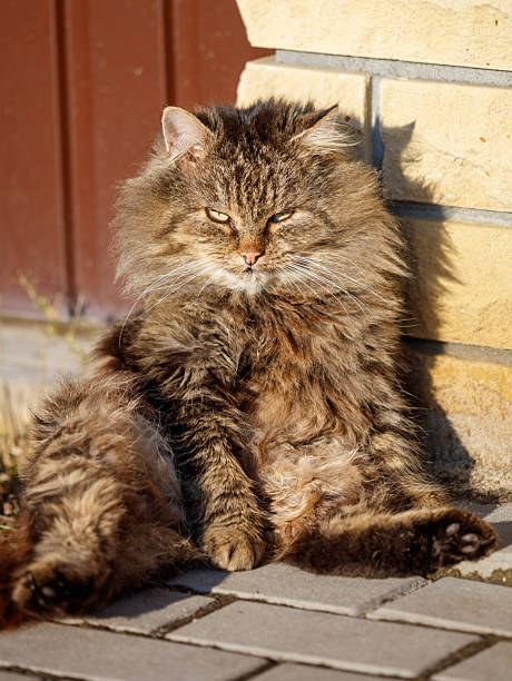 istock A cat with long hair is sitting on the ground 2253076546