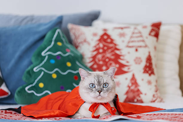 Adorable gray cat lying comfortably on the floor surrounded by Christmas ornaments and festive decorations. Cozy holiday atmosphere with warm light, evoking feelings of celebration, comfort, winter season, and home lifestyle.