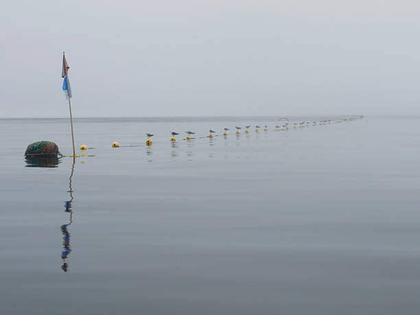 Perspective view of Seagulls flock sit on long row of fishing net buoys in sea