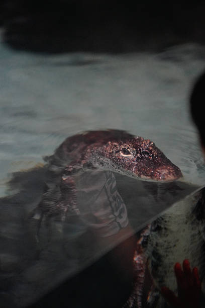 The frame captures a close-up of a crocodile in an aquarium from a documentary perspective. The crocodile’s head emerges from the water, its rough skin showing mottled textures of dark brown and dark red interwoven. Its eye is half-open, and it stares coldly toward the right side of the frame, exuding a menacing dormant aura. The water is a murky pale gray-blue with slight ripples on the surface; most of the crocodile’s body is hidden underwater, with only its head and a small part of its back exposed. The transparent aquarium glass forms a clear refractive boundary at the bottom of the frame, and the background is dark and blurred, further highlighting the coldness and mystery of the crocodile as the main subject. The overall image restores the real state of the crocodile in an artificial aquatic environment.