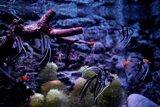 This image showcases a colorful coral reef aquarium aquascape. The background of the water, gradient from blue to cyan, is hazy and dreamy. Corals of various shapes present layers of brown, orange-red and light yellow with delicate and textured surfaces. In the frame, yellow-and-white tropical fish dart among the corals, and small schools of fish swim in the light and shadow. Coral branches in the lower right corner complement the colorful reefs, and light and shadow blur in the water, creating a vivid underwater ecological atmosphere.