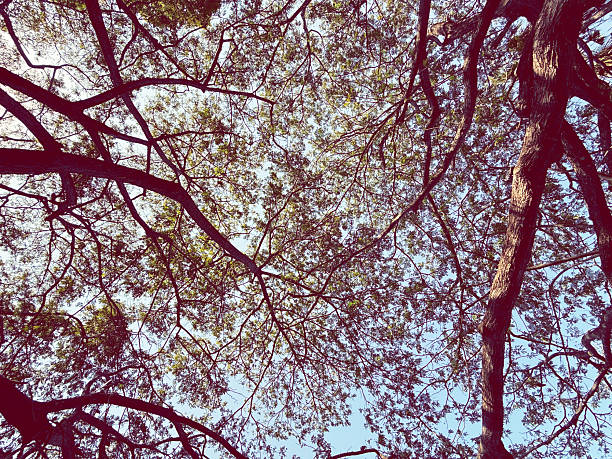 Branches of tree and sky in the forest, Thailand.texture pattern background
