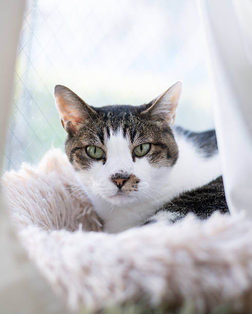 istock Cute cat relaxing by the window 2253079283