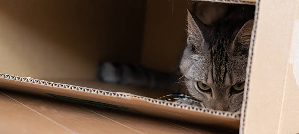 istock Cute cat peeking out of a cardboard box 2253079319