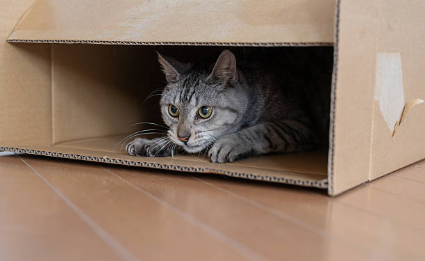 istock Cute cat peeking out of a cardboard box 2253079323