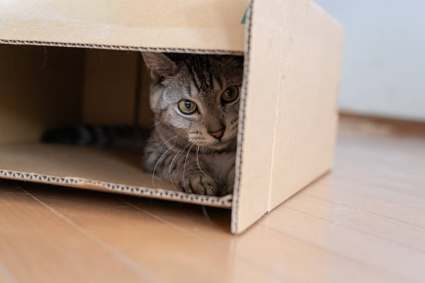 istock Cute cat peeking out of a cardboard box 2253079328
