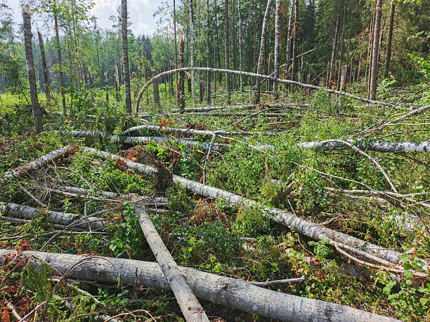 istock Trees in the forest felled by a hurricane wind 2253081121