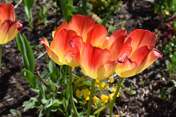 tulips with red and yellow in the same flower