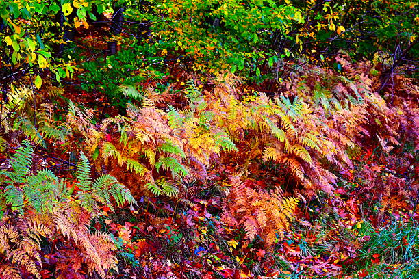 colorful autumn mood in northern France